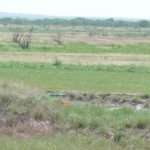 4-24-05_clay_targets_in_flight