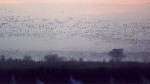 FCS geese_lifting_off_small