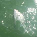 062513_Lake Belton_two fish on the same_hook