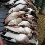 39 Ducks